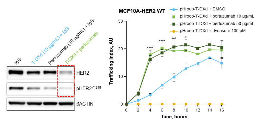 <p>Cell Lysate Immunoblotting Trafficking Index.<span class="tooltip"><span class="tooltip-text"><sup>1</sup></span><span class="tooltip-content" style="display: none;"><span>1. Hamilton EP, Jhaveri KL, Loi S, et al. Dose-expansion study of trastuzumab deruxtecan as monotherapy or combined with pertuzumab in patients with metastatic human epidermal growth factor receptor-2 positive (HER2+) breast cancer in DESTINY-Breast07 (DB-07) [poster]. Poster presented at: San Antonio Breast Cancer Symposium (SABCS) 2022 Annual Meeting; December 6-10,2022; San Antonio, Texas. Poster PD18-11.</span></span></span><sup>,a,b</sup></p>
